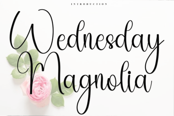 Wednesday Magnolia Font for Modern Web Design